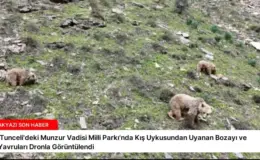 ‘Tunceli’deki Munzur Vadisi Milli Parkı’nda Kış Uykusundan Uyanan Bozayı ve Yavruları Dronla Görüntülendi
