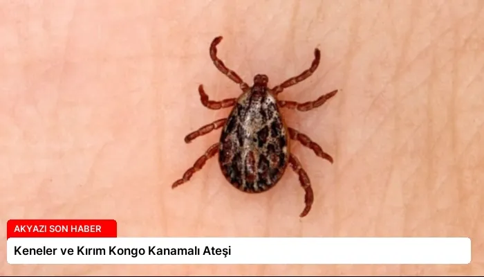 Keneler ve Kırım Kongo Kanamalı Ateşi