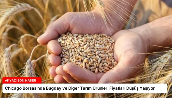 Chicago Borsasında Buğday ve Diğer Tarım Ürünleri Fiyatları Düşüş Yaşıyor