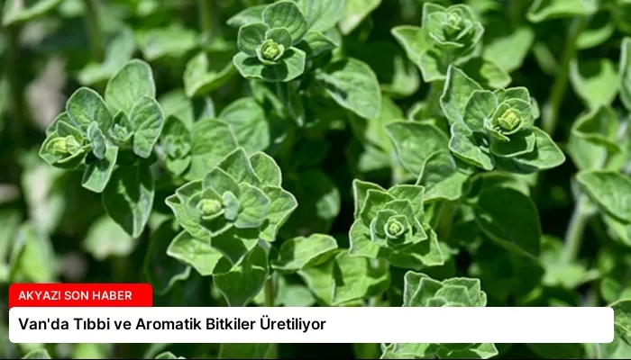 Van’da Tıbbi ve Aromatik Bitkiler Üretiliyor