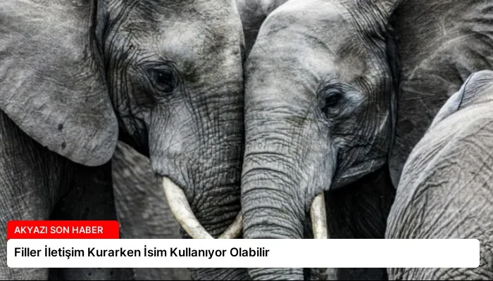 Filler İletişim Kurarken İsim Kullanıyor Olabilir