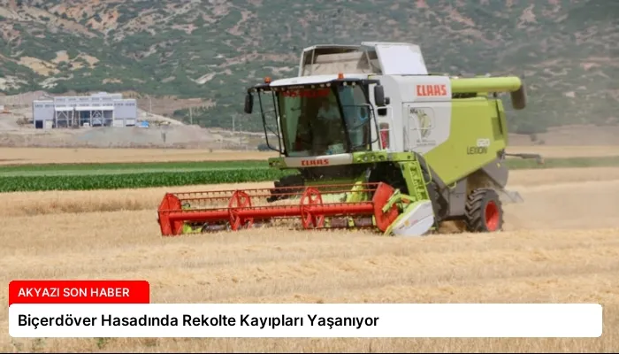 Biçerdöver Hasadında Rekolte Kayıpları Yaşanıyor