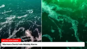 Marmara Denizi’nde Müsilaj Alarmı