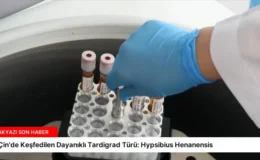 Çin’de Keşfedilen Dayanıklı Tardigrad Türü: Hypsibius Henanensis