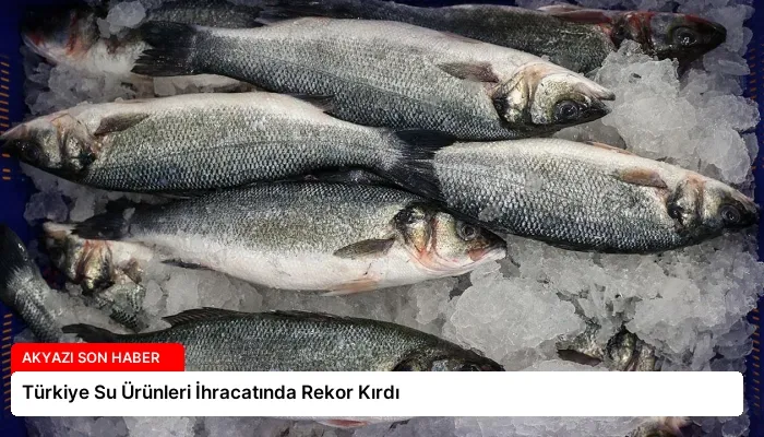 Türkiye Su Ürünleri İhracatında Rekor Kırdı