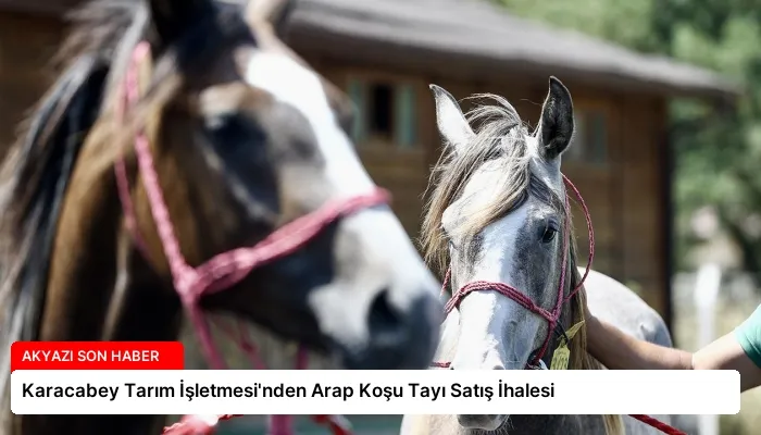 Karacabey Tarım İşletmesi’nden Arap Koşu Tayı Satış İhalesi