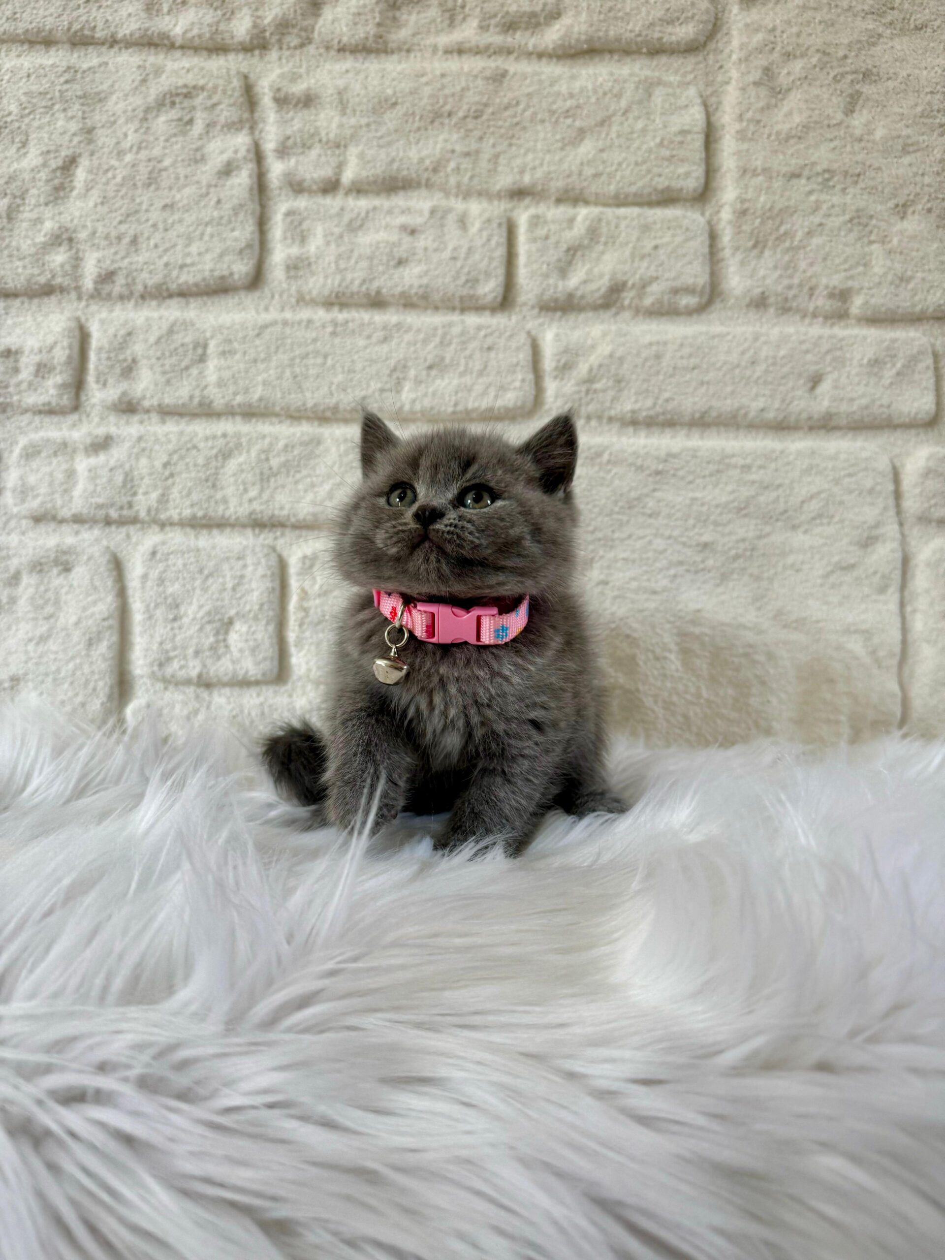 British Shorthair Sahiplenmek Size Nasıl Artılar Sunar