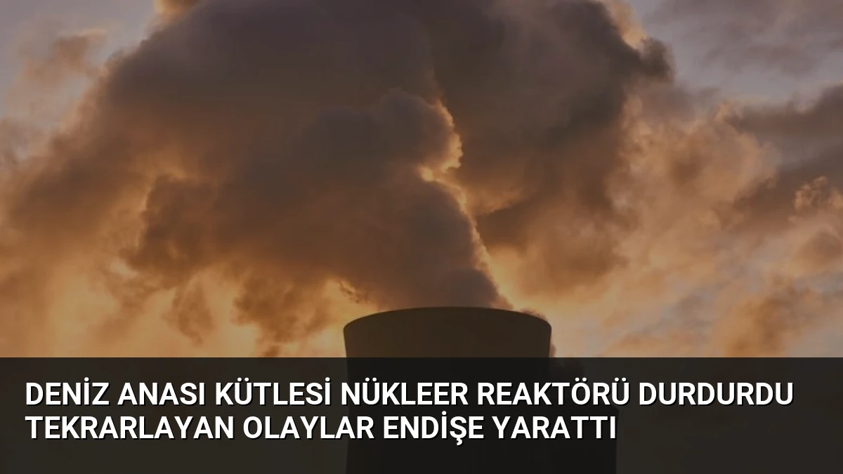 Deniz Anası Kütlesi Nükleer Reaktörü Durdurdu Tekrarlayan Olaylar Endişe Yarattı