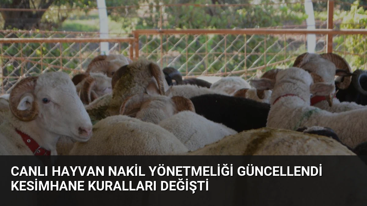Canlı Hayvan Nakil Yönetmeliği Güncellendi Kesimhane Kuralları Değişti